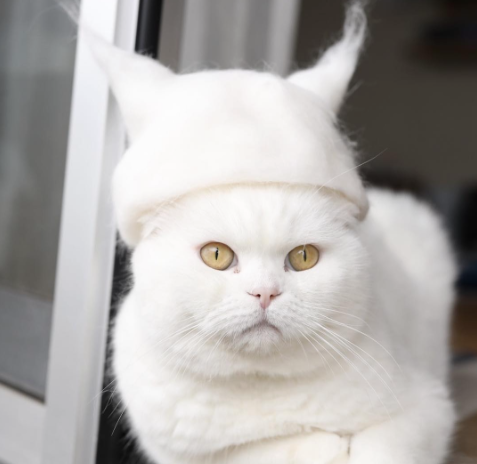 Photographer uses hairballs to make tiny hats for his cats